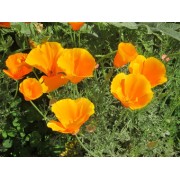 California Poppy Orange