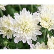 Chrysanthemum White(samandhi, sevanthi, Jamanthi )