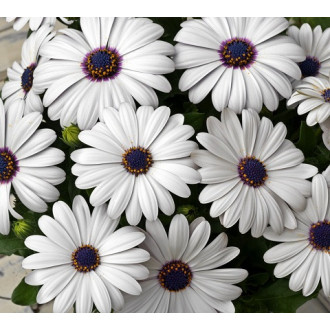 Dimorphothica White King (African Daisy)