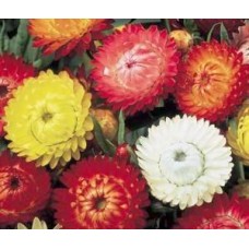 Helichrysum tall mixed