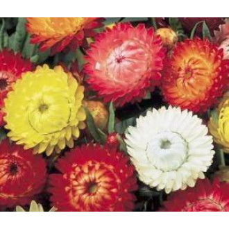 Helichrysum tall mixed