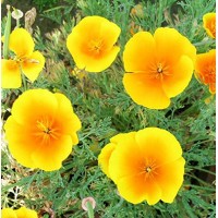 California Poppy Yellow