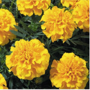 French Marigold Double Yellow 