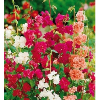 Clarkia Elegance Double mixed Seeds