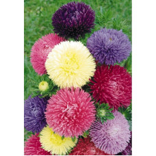 Aster Dutchess Formula Mix