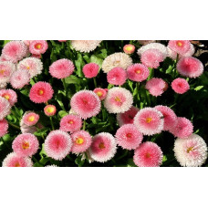 Bellis perennis Pomponette Mixed Seeds