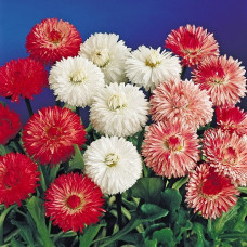 Bellis Perennis double Seeds