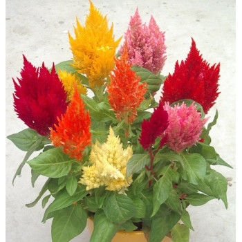 Celosia Plumosa Seeds