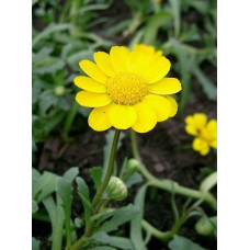 Chrysanthemum Multicaule Golden Yellow Seeds Chrysanthemum Multicaule Golden Yellow Seeds