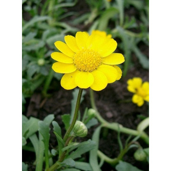 Chrysanthemum Multicaule Golden Yellow  Seeds