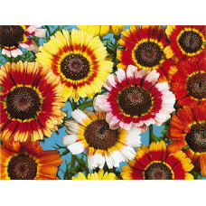 Chrysanthemum carinatum Chrysanthemum carinatum