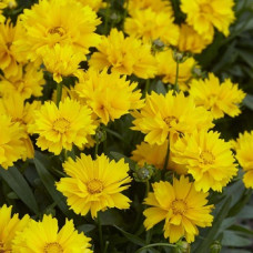 Coreopsis Lanceolata Mayfield Dwarf Seeds Coreopsis Lanceolata Mayfield Dwarf Seeds