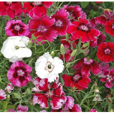 Dianthus Seeds