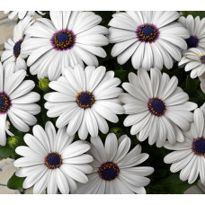 Dimorphothica White King (African Daisy) Seeds