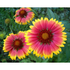 Gaillardia aristata Seeds