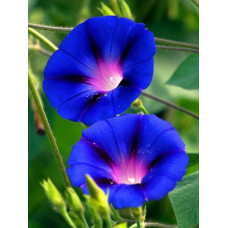Morning Glory Blue Seeds 