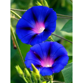 Morning Glory Blue Seeds  Morning Glory Blue Seeds