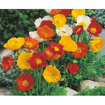 Papaver Iceland Poppy Seeds