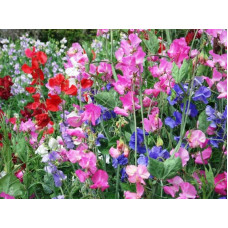 Sweet pea(Lathyrus Odorata)  Seeds Sweet pea(Lathyrus Odorata)  Seeds