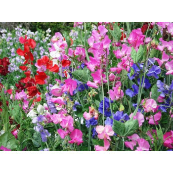 Sweet pea(Lathyrus Odorata)  Seeds