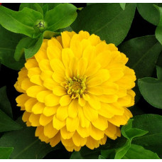Zinnia Canary Bird Yellow Seeds Zinnia Canary Bird Yellow Seeds