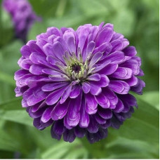 Zinnia Purple Seeds Zinnia Purple Seeds