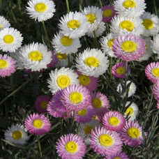 Acroclinium roseum Mix