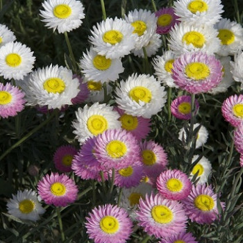 Acroclinium roseum Mix Acroclinium roseum Mix