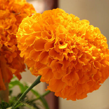 African Mariegold Orange Seeds