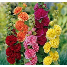 Hollyhock Double