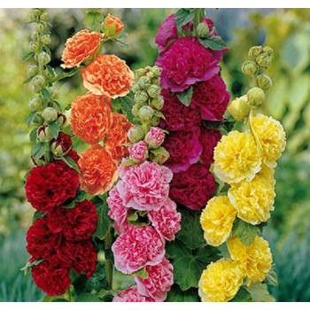Hollyhock Double Hollyhock Double