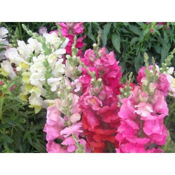 Antirrhinum Seeds
