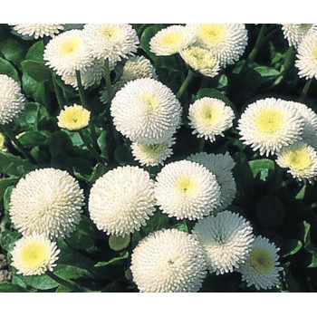 Bellis Perennis double White seeds Bellis Perennis double White seeds