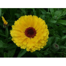 Calendula officinalis Yellow Seeds Calendula officinalis Yellow Seeds