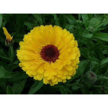 Calendula officinalis Yellow Seeds