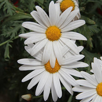 Chrysanthemum paludosum  Seeds