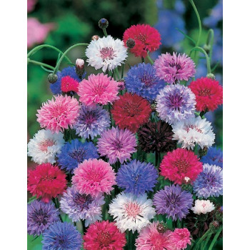 Corn Flower Seeds