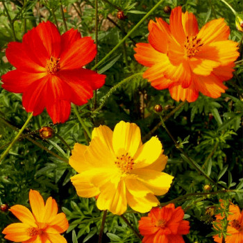 Cosmos – Bright Lights Seeds