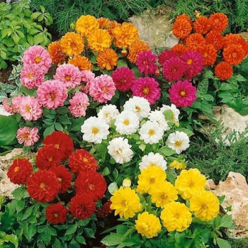 Dahlia Unwins  Dwarf Seeds