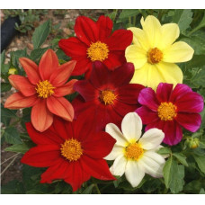 Dahlia Beauty Mixed Seeds