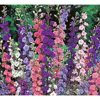 Delphinium  Seeds