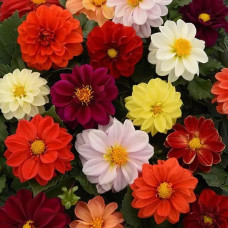 Dhalia fiagaro mix Seeds