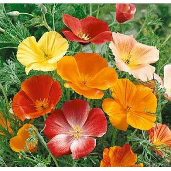 California Poppy Mix Seeds