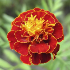 French Marigold  Scarlet Red Seeds