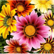 Gazania sunshine Seeds