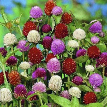 Gomphrena