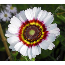 Venidium Fastuosum White Shine Seeds Venidium Fastuosum White Shine Seeds