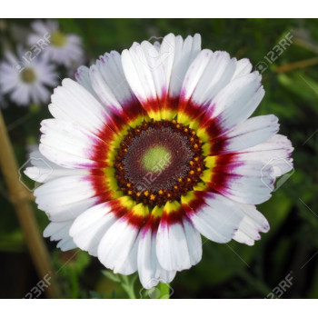 Venidium Fastuosum White Shine Seeds