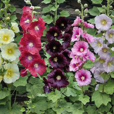Hollyhock tall Seeds