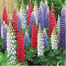 Lupin Pixie Delight Dwarf Seeds